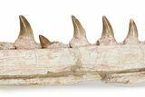 Mosasaur Jaw with Twelve Teeth - Morocco #225341-2